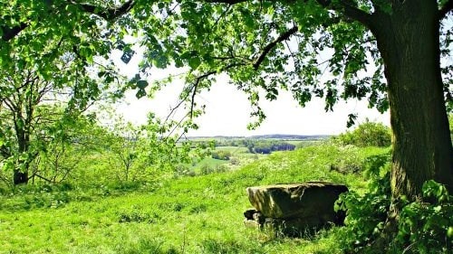 Waldbestattung im RuheForst oder FriedWald