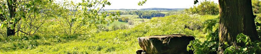 Waldbestattung in der Region Kassel